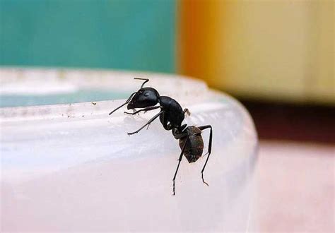 家裡有大隻螞蟻